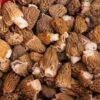 Morel Mushrooms are back!